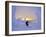 Skier in Snowghosts at Big Mountain Resort in Whitefish, Montana, USA-Chuck Haney-Framed Photographic Print