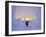 Skier in Snowghosts at Big Mountain Resort in Whitefish, Montana, USA-Chuck Haney-Framed Photographic Print