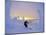 Skier in Snowghosts at Big Mountain Resort in Whitefish, Montana, USA-Chuck Haney-Mounted Photographic Print