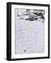 Skiers Making Early Tracks after Fresh Snow Fall at Alta Ski Resort, Salt Lake City, Utah, USA-Kober Christian-Framed Photographic Print