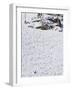 Skiers Making Early Tracks after Fresh Snow Fall at Alta Ski Resort, Salt Lake City, Utah, USA-Kober Christian-Framed Photographic Print