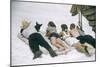 Skiers Sunbathing in Summer Fashions with Dog at Sun Valley Ski Resort, Idaho, April 22, 1947-George Silk-Mounted Photographic Print