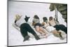 Skiers Sunbathing in Summer Fashions with Dog at Sun Valley Ski Resort, Idaho, April 22, 1947-George Silk-Mounted Photographic Print