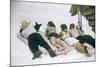 Skiers Sunbathing in Summer Fashions with Dog at Sun Valley Ski Resort, Idaho, April 22, 1947-George Silk-Mounted Photographic Print