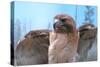 Skies of Yellowstone - Redtail Hawk-Gordon Semmens-Stretched Canvas