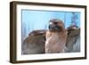 Skies of Yellowstone - Redtail Hawk-Gordon Semmens-Framed Photographic Print