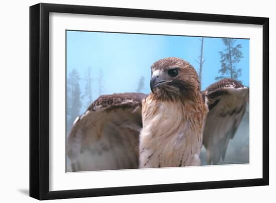 Skies of Yellowstone - Redtail Hawk-Gordon Semmens-Framed Photographic Print