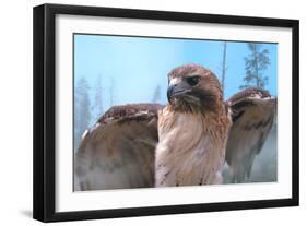 Skies of Yellowstone - Redtail Hawk-Gordon Semmens-Framed Photographic Print