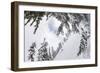 Skiing A Powder Haven, Winter Whiteout In Backcountry Near Mt Baker Ski Area In Washington State-Jay Goodrich-Framed Photographic Print