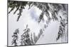 Skiing A Powder Haven, Winter Whiteout In Backcountry Near Mt Baker Ski Area In Washington State-Jay Goodrich-Mounted Photographic Print