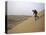 Skiing on Sanddunes, Morocco-Michael Brown-Stretched Canvas