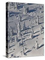 Skiing Through the Snowghosts at Whitefish Mountain Resort, Montana, USA-Chuck Haney-Stretched Canvas