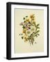 Skimia Japonica, Hammemelus, Viburnum and Hellebore-Ursula Hodgson-Framed Giclee Print