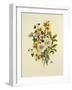 Skimia Japonica, Hammemelus, Viburnum and Hellebore-Ursula Hodgson-Framed Giclee Print