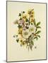 Skimia Japonica, Hammemelus, Viburnum and Hellebore-Ursula Hodgson-Mounted Giclee Print