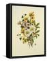 Skimia Japonica, Hammemelus, Viburnum and Hellebore-Ursula Hodgson-Framed Stretched Canvas