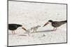 Skimmers and Chicks-Sheila Haddad-Mounted Photographic Print