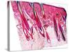 Skin Section, Light Micrograph-Dr. Keith Wheeler-Stretched Canvas