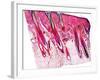 Skin Section, Light Micrograph-Dr. Keith Wheeler-Framed Photographic Print