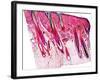 Skin Section, Light Micrograph-Dr. Keith Wheeler-Framed Photographic Print