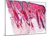 Skin Section, Light Micrograph-Dr. Keith Wheeler-Mounted Photographic Print