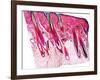 Skin Section, Light Micrograph-Dr. Keith Wheeler-Framed Photographic Print