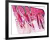 Skin Section, Light Micrograph-Dr. Keith Wheeler-Framed Photographic Print