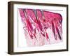 Skin Section, Light Micrograph-Dr. Keith Wheeler-Framed Photographic Print