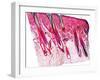 Skin Section, Light Micrograph-Dr. Keith Wheeler-Framed Photographic Print