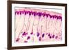 Skin Sweat Glands, Light Micrograph-Dr. Keith Wheeler-Framed Photographic Print