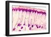 Skin Sweat Glands, Light Micrograph-Dr. Keith Wheeler-Framed Photographic Print