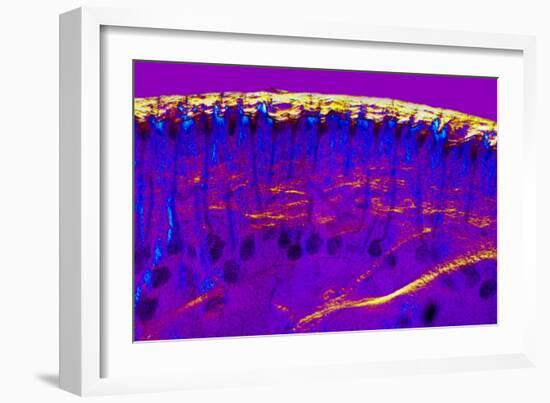 Skin Sweat Glands, Light Micrograph-Dr. Keith Wheeler-Framed Photographic Print