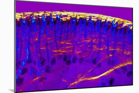 Skin Sweat Glands, Light Micrograph-Dr. Keith Wheeler-Mounted Photographic Print