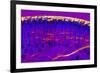 Skin Sweat Glands, Light Micrograph-Dr. Keith Wheeler-Framed Photographic Print