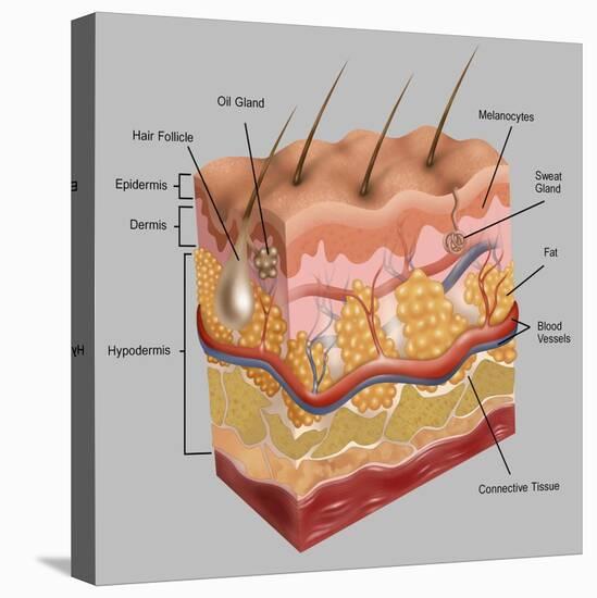 Skin-Gwen Shockey-Stretched Canvas