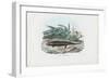 Skink, 1863-79-Raimundo Petraroja-Framed Giclee Print