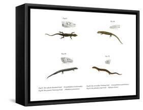 Skink-null-Framed Stretched Canvas