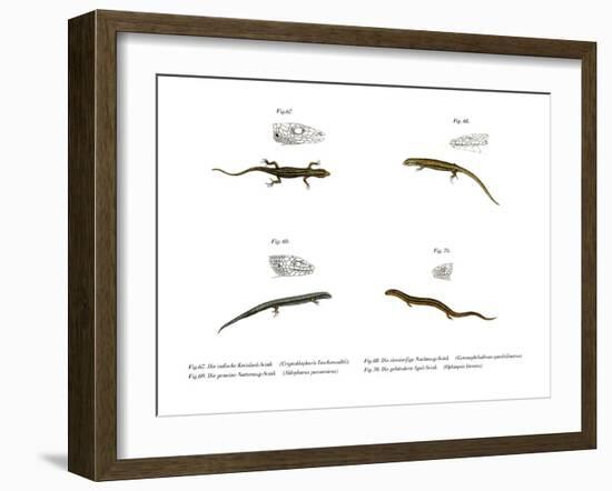 Skink-null-Framed Giclee Print