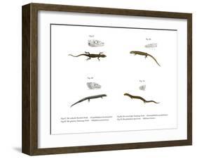 Skink-null-Framed Giclee Print