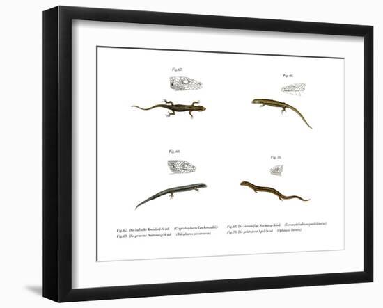 Skink-null-Framed Giclee Print