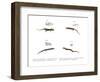 Skink-null-Framed Giclee Print