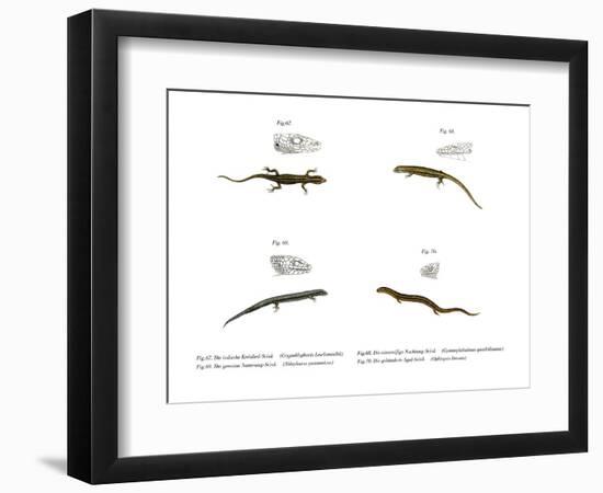 Skink-null-Framed Giclee Print