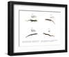 Skink-null-Framed Giclee Print