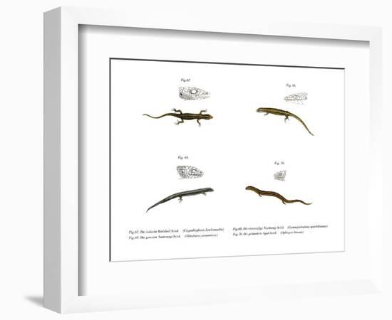 Skink-null-Framed Giclee Print