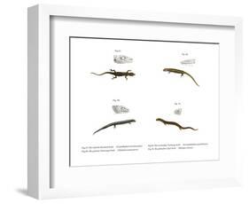 Skink-null-Framed Giclee Print