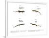 Skink-null-Framed Premium Giclee Print