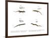 Skink-null-Framed Premium Giclee Print