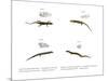 Skink-null-Mounted Premium Giclee Print