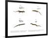 Skink-null-Framed Premium Giclee Print