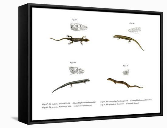 Skink-null-Framed Stretched Canvas